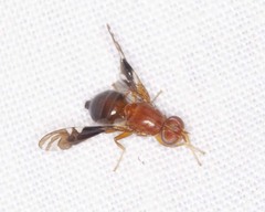 Parastenopa limata