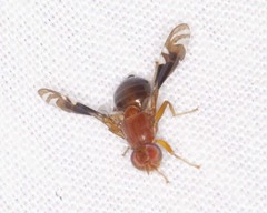 Parastenopa limata