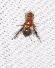 Parastenopa limata