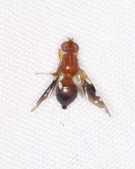 Parastenopa limata