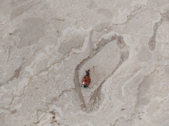 Coccinella septempunctata