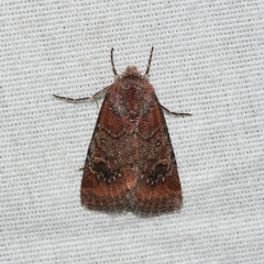 Eucoptocnemis fimbriaris