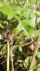 Acronicta rumicis