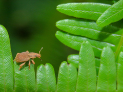 Eudiagogini