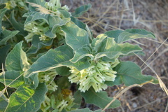 Asclepias nyctaginifolia