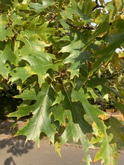 Quercus