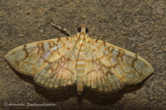 Haritalodes