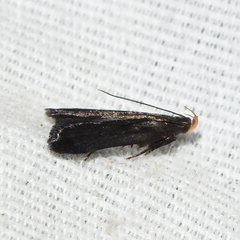 Dichomeris juncidella