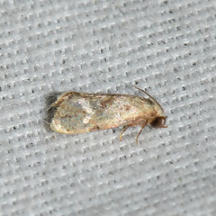 Platphalonidia magdalenae