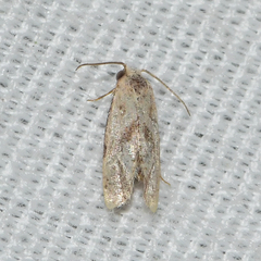 Platphalonidia magdalenae