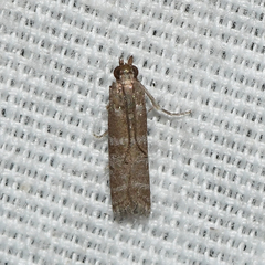 Ephestia columbiella