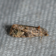 Paralobesia vernoniana