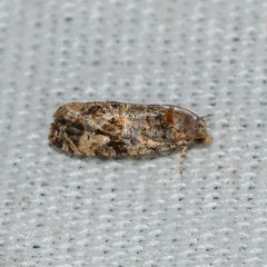 Paralobesia vernoniana