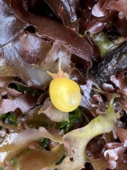 Littorina obtusata