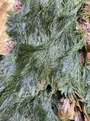 Cladophora rupestris