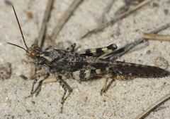 Trimerotropis fratercula