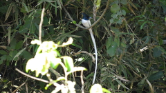 Terpsiphone paradisi