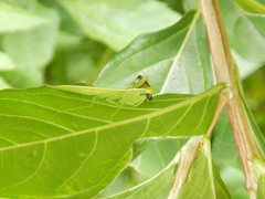 Tropidomantis gressitti