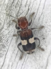 Enoclerus quadrisignatus