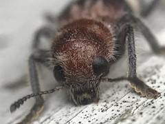 Enoclerus quadrisignatus