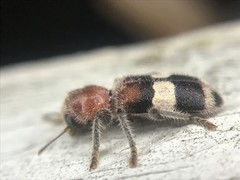 Enoclerus quadrisignatus