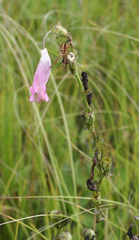 Pedicularis grandiflora