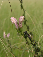 Pedicularis grandiflora
