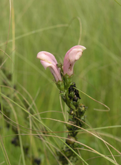 Pedicularis grandiflora