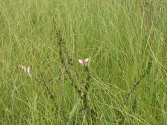 Pedicularis grandiflora