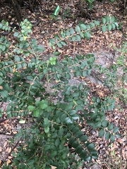 Ligustrum sinense