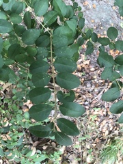 Ligustrum sinense