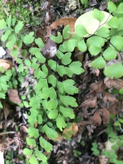 Adiantum capillus-veneris