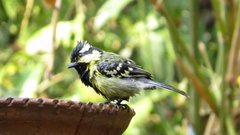 Machlolophus aplonotus