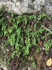 Adiantum capillus-veneris