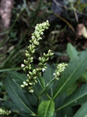 Persicaria punctata