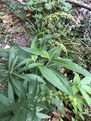 Persicaria punctata