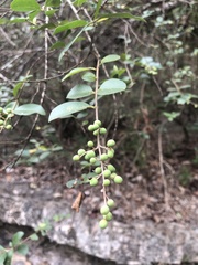 Ligustrum sinense