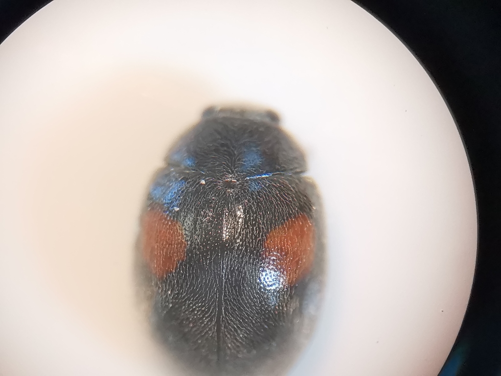 Scymnus apetzoides