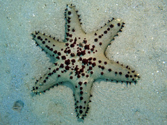 Pentaceraster alveolatus