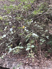 Ligustrum sinense