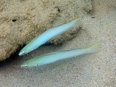 Ptereleotris microlepis