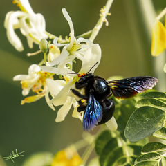Xylocopa sulcatipes