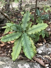 Photinia serratifolia
