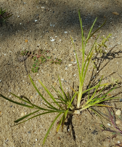 Eleusine indica