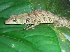Anolis latifrons