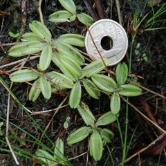 Pinguicula lusitanica