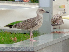 Larus michahellis
