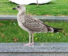 Larus michahellis