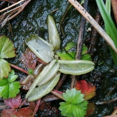 Pinguicula lusitanica