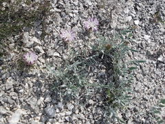 Psephellus carbonatus